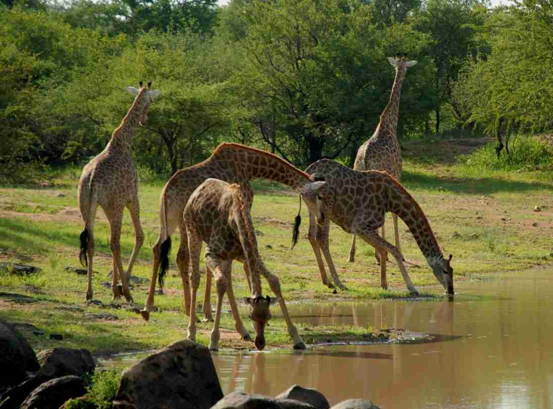 3 DAYS 2 NIGHT SAADANI NATIONAL PARK 3 Day(s) Wildlife Experience Zanzibar Tours & Safaris Ltd