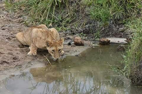 4 Days Ngorongoro Crater & Serengeti 4 Day(s) Wildlife Experience Zanzibar Tours & Safaris Ltd