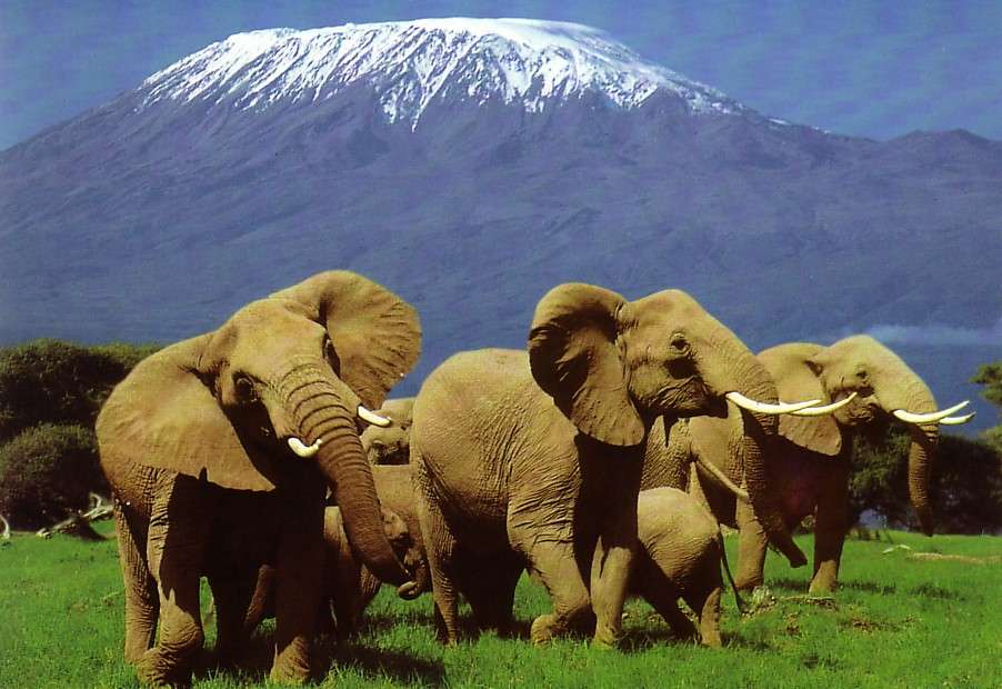 5 Days Tarangire, Serengeti & Ngorongoro crater  5 Day(s) Wildlife Experience Zanzibar Tours & Safaris Ltd