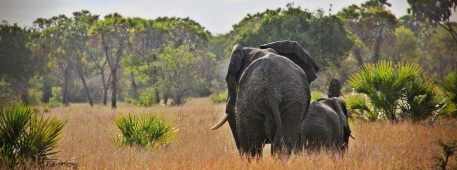 Saadani National Park  