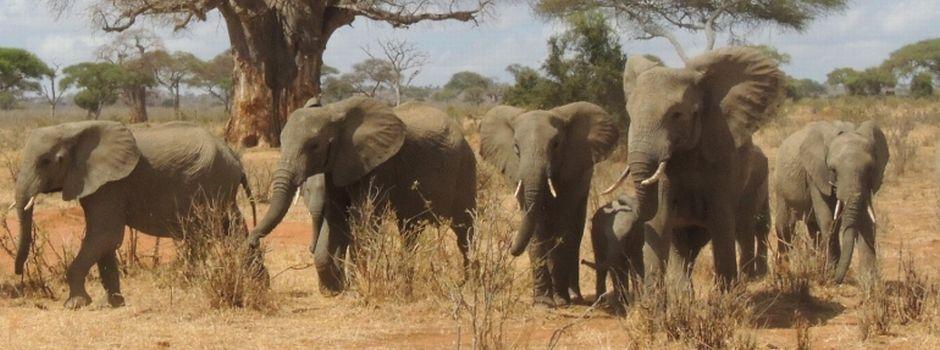 Tarangire National Park 