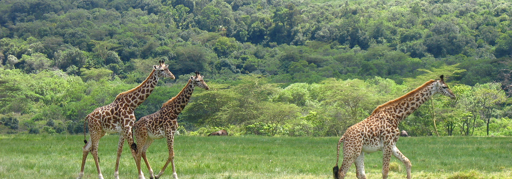 Tarangire National Park 