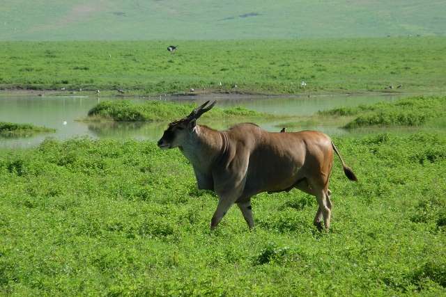6 Days 5 nights Lake manyara,Ngorongoro crater and Serengeti 6 Day(s) Wildlife Experience Zanzibar Tours & Safaris Ltd